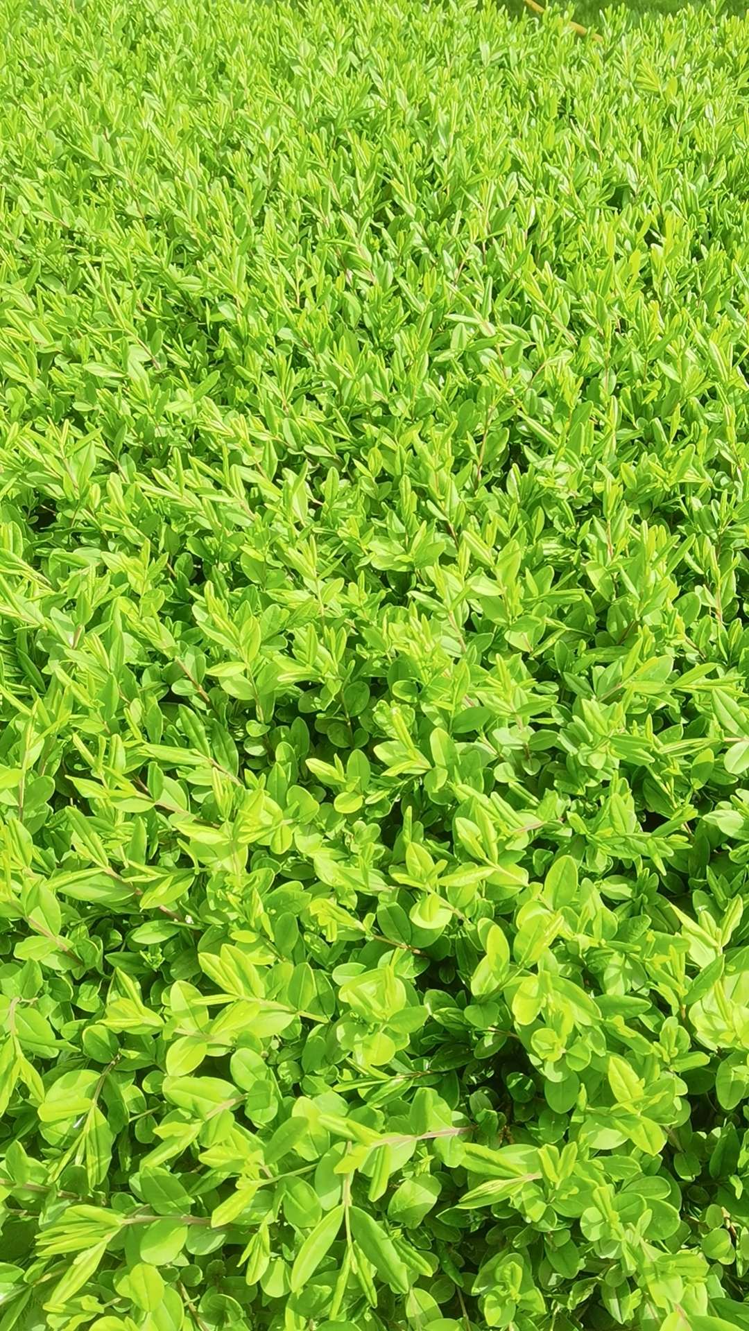 暖恋app