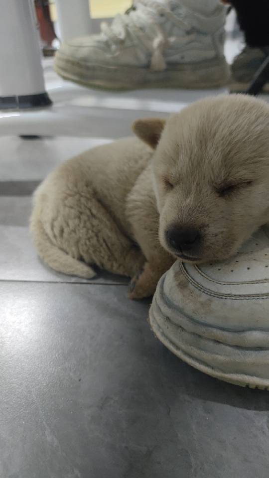 找搭子